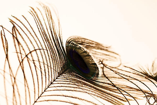 포토 JPG 해외이미지 모양 동물 백그라운드 패턴 부분 자연 조류 추상 사람없음 장식 파란색 빛 펜 공작 깃털 질감 솜털 고립 깃털펜 이국적 터키석 해외202004 해외포토 컬러 무늬 필기구 보석 생태계 파일형식 이미지허브