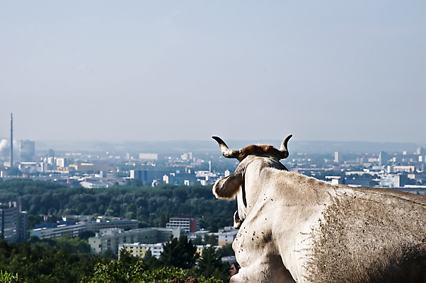 포토 JPG 해외이미지 동물 1 유럽 컨셉 농업 자연 하늘 휴식 뿔 육류 풍경 사람없음 야외 가로 여름 농장 갈색 평화 환경 목장 회색 우유 자유 시골 도시 소 오스트리아 주식 땅 스위스 거짓말 단절 밭일 해외202004 해외포토 계절 나라 산업 컬러 식재료 포유류 유제품 금융 생태계 파일형식 이미지허브
