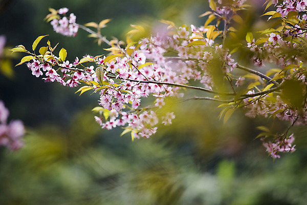 포토 JPG 해외이미지 나무 식물 계절 꽃잎 꽃 분홍색 백그라운드 꽃무늬 자연 건강 사람없음 정원 일본 봄 벚꽃 흰색 나뭇가지 신선 개화 체리 4월 묘사 원예 내추럴 고립 블러 해외202004 해외포토 아시아 컬러 무늬 과일 취미 날짜 생태계 파일형식 이미지허브