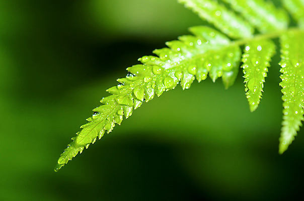 포토 JPG 해외이미지 식물 줄기 잎 자연 사람없음 초록색 물 빛 환경 활발 젖음 물방울 신선 이슬 빗방울 내추럴 양치류 해외202004 해외포토 자연요소 컬러 컨셉 비_날씨 생태계 파일형식 이미지허브