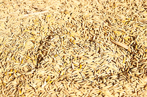 포토 JPG 해외이미지 식물 아시아 음식 백그라운드 농업 재료 자연 밥 건조 씨앗 동양인 사람없음 농작물 농장 농경지 갈색 노란색 환경 중국 수확 껍질 황금 낟알 시리얼 밀 가득함 질감 날것 결 섬유 동쪽 흐림 논밭 생태학 숙성 해외202004 해외포토 교육 나라 산업 컬러 무늬 밭 날씨 곡류 논 인종 직물 방향 생태계 파일형식 이미지허브