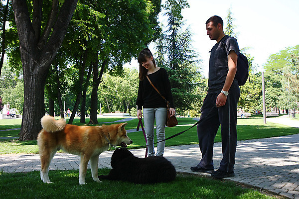 포토 JPG 해외이미지 동물 공원 얼굴 신체 두명 반려동물 걷기 일본 힘 용기 자신감 개 강아지 위험 큼 근육질 고체 기르기 지능 힘찬 해외202004 해외포토 그릇 공공시설 감정 아시아 컨셉 포유류 모션 근육 사람 신체부위 크기 몸매 돌봄 파일형식 이미지허브