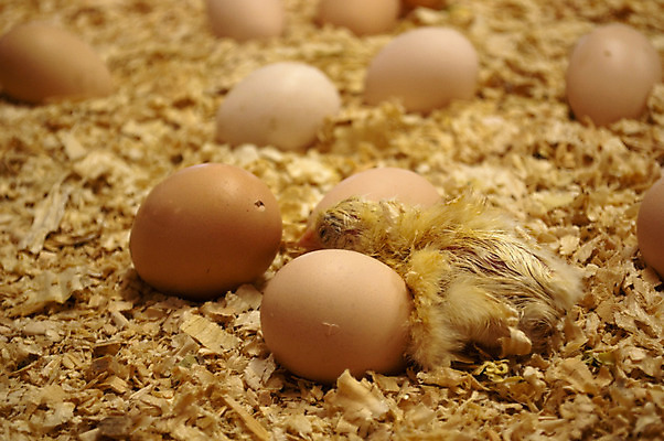 포토 JPG 해외이미지 병아리 사람없음 계란 치킨 아기 깃털 수탉 암탉 해외202004 해외포토 조류 사람 알 닭 암컷 수컷 닭고기요리 파일형식 이미지허브