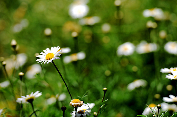 포토 JPG 해외이미지 식물 계절 공원 꽃잎 꽃 분홍색 꽃다발 백그라운드 잎 꽃무늬 밭 자연 하늘 날씨 사람없음 야외 장식 초록색 여름 파란색 빛 컬러풀 햇빛 태양 노란색 정원 맑음 봄 활발 튤립 벚꽃 시골 신선 개화 다발 내추럴 많음 해외202004 해외포토 자연요소 공공시설 컬러 컨셉 무늬 농업 생태계 파일형식 이미지허브