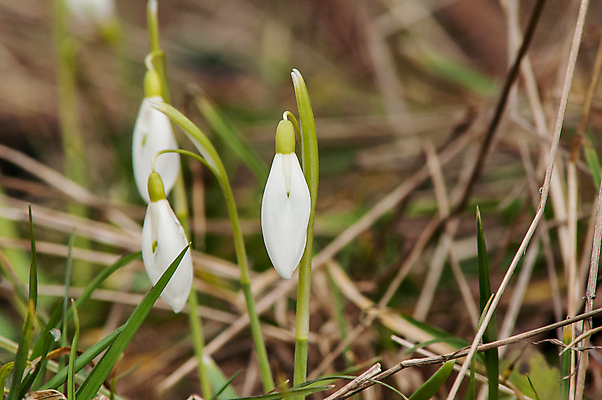 포토 JPG 해외이미지 식물 계절 꽃잎 꽃 잎 꽃무늬 밭 자연 따뜻함 텐트 사람없음 야외 목재 초록색 파란색 빛 햇빛 태양 새싹 정원 계곡 맑음 봄 벚꽃 종 흰색 신선 개울 숲 보석 내추럴 삼림지대 아네모네 취급주의 프리뮬러 헌병 해외202004 해외포토 자연요소 나무 컬러 무늬 농업 재료 날씨 캠핑도구 경고 강 군인 광석 생태계 파일형식 이미지허브