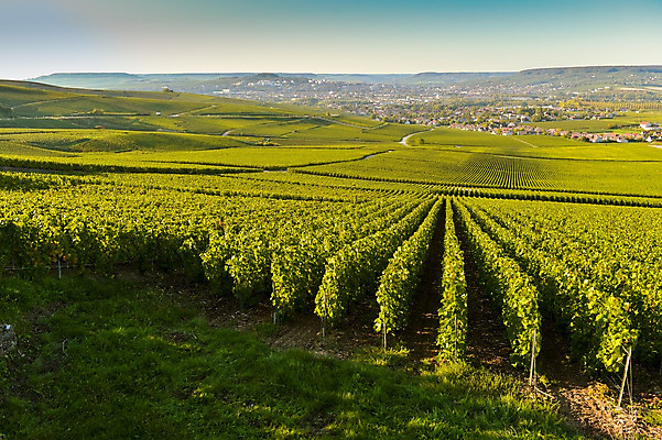 포토 JPG 해외이미지 음식 백그라운드 밭 농업 오렌지 자연 하늘 포도 독일 풍경 사람없음 빨간색 초록색 여름 태양 농장 농경지 노란색 일출 와인 맑음 황혼 일몰 프랑스 수확 성장 시골 그림 포도밭 장면 포도나무 밭일 양조장 해외202004 해외포토 자연요소 계절 유럽 산업 컬러 과일 날씨 주류 노을 과일나무 생태계 파일형식 이미지허브