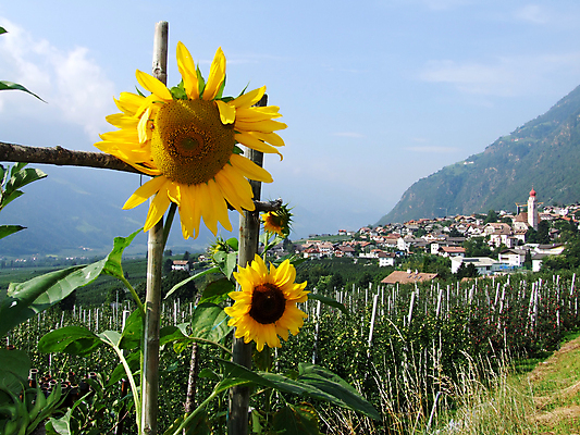 포토 JPG 해외이미지 꽃 해바라기 산 사람없음 마을 이탈리아 해외202004 해외포토 식물 유럽 파일형식 이미지허브
