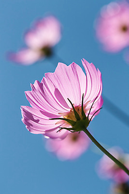 포토 JPG 해외이미지 나무 식물 공원 꽃잎 꽃 별 분홍색 잎 겨울 꽃무늬 자연 하늘 사람없음 야외 장식 여름 파란색 컬러풀 태양 농장 정원 보라색 봄 벚꽃 나뭇가지 신선 투명 달콤 제비꽃 코스모스 강렬 해외202004 해외포토 자연요소 계절 공공시설 컬러 무늬 농업 맛 생태계 파일형식 이미지허브