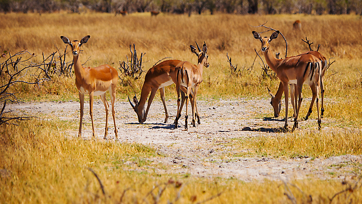 포토 JPG 해외이미지 동물 응시 야생동물 포유류 아프리카 자연 초식동물 사슴 휴식 함께함 서기 사람없음 야외 물 갈색 평화 침묵 게임 그룹 황무지 군중 방목 사파리 손목시계 귀 영양 케냐 가젤 나미비아 동물상 무료 보츠와나 사바나 스텝 원정 전국 찰과상 탄자니아 해외202004 해외포토 자연요소 시선 나라 시계 컬러 컨셉 장신구 모션 놀이 사람 신체부위 조형물 소리 축산업 상처 생태계 남아프리카 파일형식 이미지허브