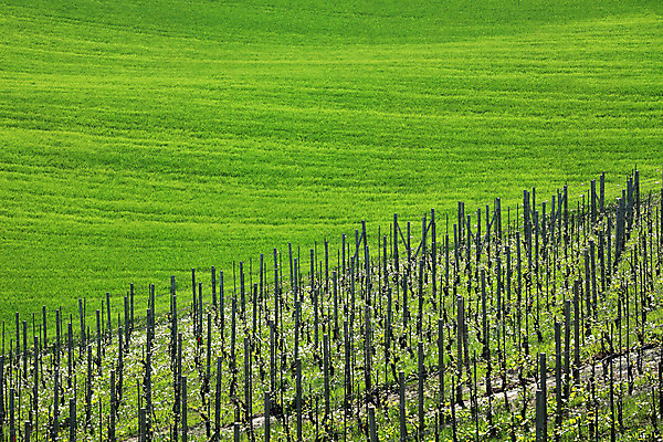 포토 JPG 해외이미지 계절 유럽 밭 농업 자연 풍경 사람없음 야외 초록색 봄 이탈리아 시골 포도밭 산기슭 내추럴 피에몬테 해외202004 해외포토 나라 산업 컬러 산 생태계 파일형식 이미지허브