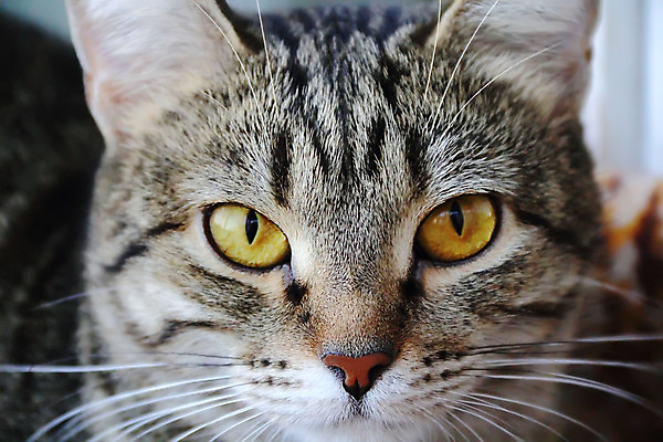 포토 JPG 해외이미지 동물 얼굴 포유류 수염 사람없음 반려동물 노란색 고양이 줄무늬 닫기 콧수염 해외202004 해외포토 컬러 무늬 모션 신체부위 파일형식 이미지허브