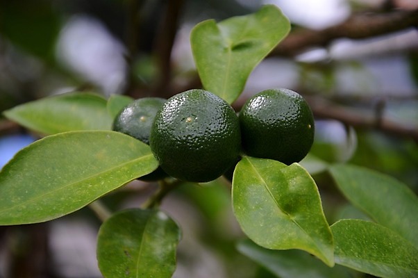 포토 JPG 해외이미지 식물 계절 음식 잎 밭 농업 다이어트 오렌지 과일 재료 자연 귤 매달리기 건강 사람없음 초록색 물 여름 농작물 컬러풀 주스 봄 수확 성장 나뭇가지 신선 최고 떨어짐 먹기 레몬 가득함 상쾌 유기농 라임 내추럴 숙성 채식주의자 해외202004 해외포토 자연요소 나무 웰빙 감정 산업 음료 컬러 컨셉 모션 생태계 채식 파일형식 이미지허브