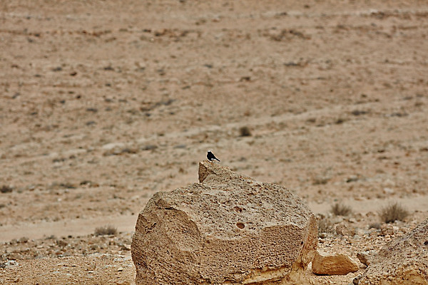 포토 JPG 해외이미지 동물 라이프스타일 계절 야생동물 여행 백그라운드 날개 오렌지 자연 조류 하늘 산 건조 서기 풍경 성인 사람없음 여름 파란색 빛 갈색 맑음 검은색 사막 흰색 깃털 언덕 부리 분화구 내추럴 이스라엘 해외202004 해외포토 컬러 과일 모션 날씨 사람 생활 생태계 화산 서아시아 파일형식 이미지허브