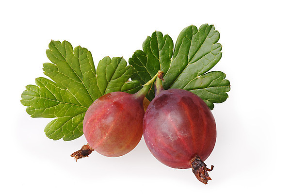 포토 JPG 해외이미지 열매 음식 잎 사람없음 농장 흰색 달콤 유기농 고립 구스베리 숙성 해외202004 해외포토 식물 웰빙 컬러 농업 맛 파일형식 이미지허브