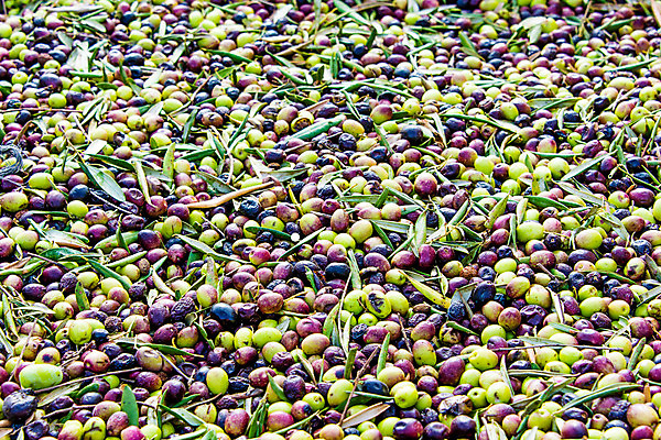 포토 JPG 해외이미지 식물 산업 문화 음식 농업 비즈니스 부분 공장 자연 사람없음 초록색 농장 검은색 기계 수확 올리브 흙더미 숙성 해외202004 해외포토 열매 컬러 공업 흙 생태계 파일형식 더미 이미지허브