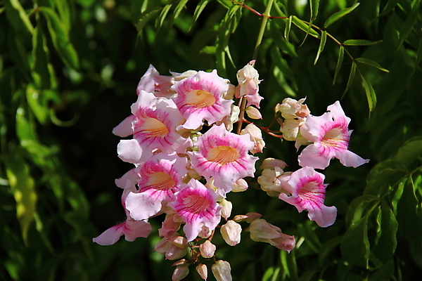 포토 JPG 해외이미지 식물 꽃잎 꽃 분홍색 잎 자연 사람없음 정원 덩굴 포도나무 이국적 해외202004 해외포토 컬러 과일나무 생태계 파일형식 이미지허브