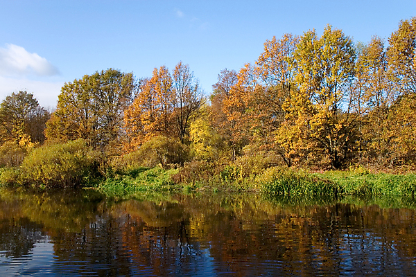 포토 JPG 해외이미지 나무 식물 잎 자연 사람없음 야외 강 컬러풀 반사 노란색 가을 황금 숲 해외202004 해외포토 계절 컬러 생태계 파일형식 이미지허브