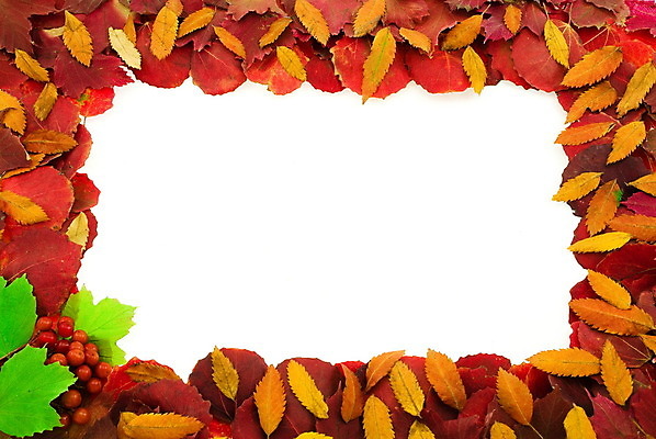 포토 JPG 해외이미지 나무 디자인 계절 공원 열매 백그라운드 단풍 잎 패턴 자연 추상 프레임 미술 사람없음 장식 정원 카펫 덮개 가을 떨어짐 관목 시트 수목 인공 해외202004 해외포토 식물 공공시설 컨셉 무늬 문화예술 뚜껑 생태계 파일형식 이미지허브