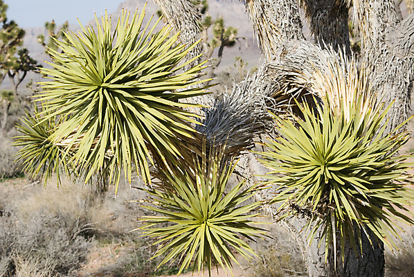 포토 JPG 해외이미지 주간 나무 여행 잎 풍경 사람없음 야외 가로 초록색 파란색 미국 사막 가시 애리조나 해외202004 해외포토 자연요소 식물 컬러 북아메리카 파일형식 이미지허브