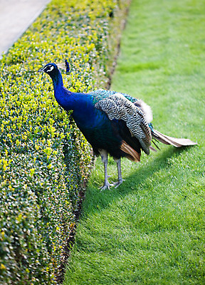 포토 JPG 해외이미지 동물 전통 응시 공원 남자 야생동물 패턴 자연 조류 기술 동물원 사람없음 가로 초록색 파란색 머리 걷기 축제 활발 의식 공작 깃털 어깨 꼬리 부리 보여주기 꿩 짝짓기 멀티 이국적 해외202004 해외포토 시선 공공시설 컬러 컨셉 무늬 모션 사람 신체부위 생태계 파일형식 이미지허브