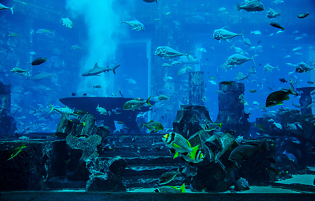 포토 JPG 해외이미지 야생동물 바다 학교 자연 선반 어류 풍경 사람없음 빨간색 물 정원 바닷속 수중 산호 큼 쇼핑몰 아래 다이빙 하와이 상어 암초 수족관 제비 석호 깊이 두바이 식민지 아랍어 이국적 생존 많음 해외202004 해외포토 자연요소 동물 교육 컬러 가구 컨셉 조류 수영 미국 수중동물 자포동물 크기 방향 생태계 위치 아랍에미리트 수중스포츠 파일형식 이미지허브