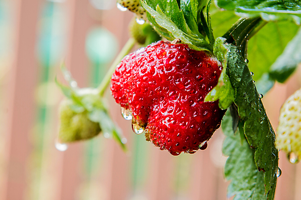 포토 JPG 해외이미지 나무 식물 음식 백그라운드 잎 농업 채소 과일 자연 딸기 디저트 건강 사람없음 야외 목재 빨간색 초록색 농장 정원 수확 신선 달콤 맛 아침식사 먹기 오브젝트 유기농 내추럴 바이탈 숙성 식욕 디테일 해외202004 해외포토 웰빙 산업 컬러 컨셉 재료 모션 식사 생태계 파일형식 이미지허브