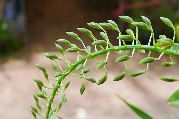 포토 JPG 해외이미지 식물 디자인 꽃잎 꽃 분홍색 꽃다발 잎 꽃무늬 패턴 자연 사람없음 장식 여름 환경 정원 보라색 봄 벚꽃 흰색 나뭇가지 시골 난초 우아함 닫기 배열 제비꽃 보케 향 내추럴 해외202004 해외포토 나무 계절 컬러 컨셉 무늬 모션 생태계 파일형식 이미지허브
