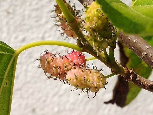 포토 JPG 해외이미지 식물 열매 음식 백그라운드 잎 과일 자연 건강 사람없음 야외 빨간색 초록색 여름 정원 나뭇가지 신선 달콤 다발 유기농 날것 내추럴 해외202004 해외포토 나무 웰빙 계절 컬러 맛 생태계 파일형식 이미지허브