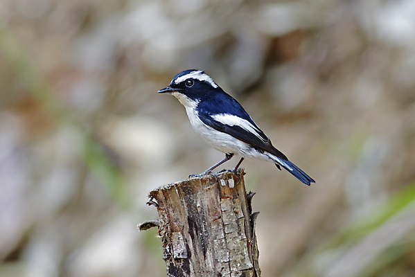 포토 JPG 해외이미지 나무 동물 여자 남자 아시아 얼굴 야생동물 백그라운드 날개 자연 조류 사람없음 야외 목재 가로 초록색 컬러풀 머리 환경 나뭇가지 막대기 닫기 숲 깃털 꼬리 부리 서식지 생태학 이국적 해외202004 해외포토 식물 교육 나라 컬러 재료 모션 사람 신체부위 생태계 파일형식 이미지허브