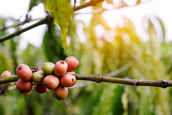 포토 JPG 해외이미지 나무 식물 열매 꽃 산업 아시아 커피 음료 음식 여행 잎 밭 농업 과일 자연 콩 씨앗 사람없음 빨간색 초록색 농장 일몰 카페 원두 수확 성장 나뭇가지 신선 뜨거움 낟알 굽기 유기농 날것 아로마 발리 에스프레소 깊이 밭일 생태학 숙성 아라비카 카페인 해외202004 해외포토 웰빙 교육 나라 컬러 섬 곡류 노을 상점 구이 생태계 인도네시아 파일형식 이미지허브