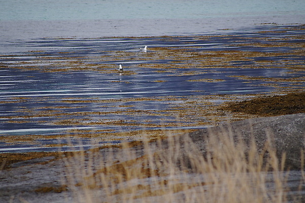 포토 JPG 해외이미지 동물 자연 조류 풍경 사람없음 야외 내추럴 해외202004 해외포토 생태계 파일형식 이미지허브