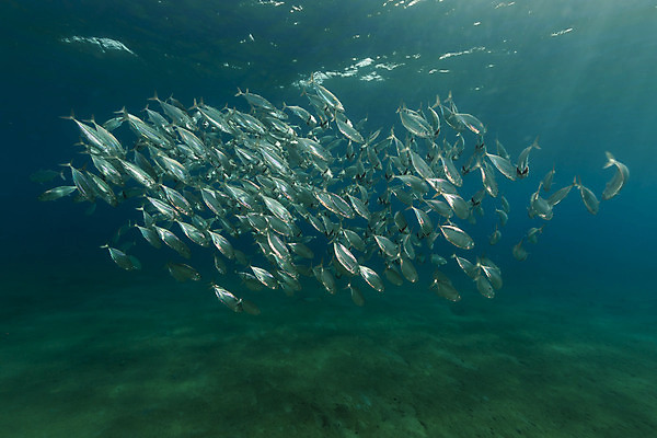 포토 JPG 해외이미지 식물 동물 모래 바다 백그라운드 자연 표면 어류 풍경 사람없음 물 파란색 컬러풀 햇빛 태양 바닷속 수중 광선 산호 아래 다이빙 장면 암초 고등어 깊이 소금물 이국적 침몰 파라다이스 해외202004 해외포토 자연요소 컬러 수영 수중동물 자포동물 방향 생태계 위치 수중스포츠 파일형식 이미지허브