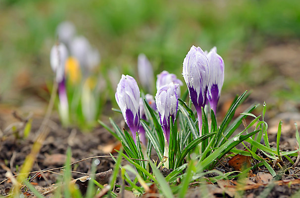 포토 JPG 해외이미지 식물 계절 꽃 실루엣 꽃무늬 밭 자연 부활절 사람없음 장식 초록색 파란색 햇빛 정원 보라색 봄 벚꽃 흰색 개화 기다림 자주색 4월 제비꽃 네덜란드 내추럴 해외202004 해외포토 기념일 유럽 컬러 무늬 농업 모션 촬영기법 태양 날짜 생태계 파일형식 이미지허브
