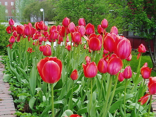 포토 JPG 해외이미지 식물 꽃 잎 사람없음 빨간색 초록색 정원 봄 튤립 벚꽃 침대 해외202004 해외포토 계절 컬러 가구 파일형식 이미지허브