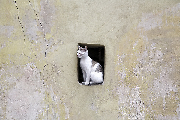 포토 JPG 해외이미지 벽 거리 사람없음 햇빛 고양이 줄무늬 회색 가을 흰색 도시 구멍 손목시계 타운 리투아니아 옛날 해외202004 해외포토 계절 유럽 시계 컬러 무늬 장신구 포유류 반려동물 태양 파일형식 이미지허브