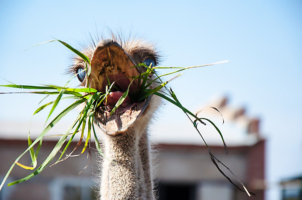 포토 JPG 해외이미지 동물 응시 시선 공원 얼굴 야생동물 여행 아프리카 자연 조류 동물원 사람없음 야외 농장 검은색 사막 관찰 큼 사파리 깃털 호기심 부리 목 타조 동물상 해외202004 해외포토 공공시설 감정 나라 컬러 컨셉 농업 모션 신체부위 조형물 크기 생태계 파일형식 이미지허브