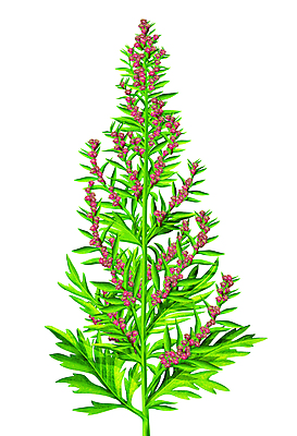 포토 JPG 해외이미지 나무 식물 꽃 줄기 잎 일러스트 자연 경사 사람없음 장식 빨간색 초록색 새싹 환경 정원 봄 성장 나뭇가지 신선 개화 닫기 작음 큼 묘사 오브젝트 원예 내추럴 미니 그리너리 해외202004 해외포토 계절 컬러 모션 취미 크기 생태계 파일형식 트랜드컬러 이미지허브