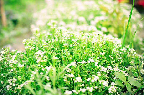 포토 JPG 해외이미지 식물 계절 꽃 백그라운드 잎 꽃무늬 패턴 밭 자연 벽지 추상 잔디 사람없음 야외 초록색 환경 정원 봄 활발 성장 벚꽃 흰색 신선 개화 정상 질감 데이지 내추럴 캐모마일 많음 해외202004 해외포토 컬러 컨셉 무늬 농업 허브 생태계 파일형식 이미지허브