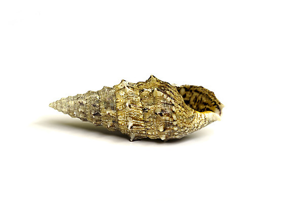 포토 JPG 해외이미지 선 모래 바다 조개 나선형 갑각류 사람없음 수중 줄무늬 껍질 소라 해산물 묘사 서식 홍합 가리비 고립 안전요원 해외202004 해외포토 동물 무늬 어패류 파일형식 이미지허브