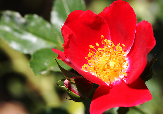 포토 JPG 해외이미지 식물 디자인 꽃잎 꽃 백그라운드 잎 꽃무늬 자연 프레임 발렌타인데이 선물 사람없음 장식 빨간색 초록색 여름 장미 노란색 정원 봄 벚꽃 신선 오픈 생일 닫기 차 작음 냄새 아로마 슛 부드러움 취급주의 특별함 해외202004 해외포토 계절 기념일 음료 컬러 컨셉 무늬 모션 데이이벤트 경고 감각 크기 생태계 파일형식 이미지허브