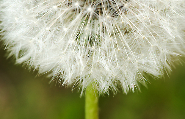 포토 JPG 해외이미지 식물 1 계절 꽃 줄기 백그라운드 자연 아침 추상 따뜻함 씨앗 사람없음 빛 노란색 머리 봄 젖음 벚꽃 흰색 닫기 선택 소프트포커스 작음 민들레 심볼 깃털 묘사 싱글 과거 거미 부드러움 솜털 알레르기 옛날 취급주의 타격 해외202004 해외포토 주간 컬러 곤충 컨셉 무늬 모션 촬영기법 경고 신체부위 감각 질병 크기 생태계 파일형식 이미지허브