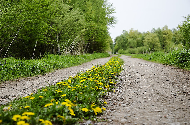 포토 JPG 해외이미지 나무 계절 꽃 도로 길 자연 풍경 사람없음 초록색 노란색 활발 벚꽃 시골 개화 숲 민들레 방법 해외202004 해외포토 식물 컬러 컨셉 교통시설 생태계 파일형식 이미지허브