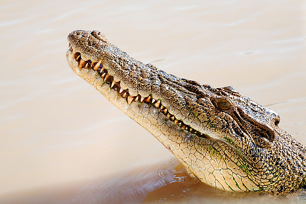 포토 JPG 해외이미지 동물 공원 야생동물 파충류 사람없음 물 강 머리 호주 위험 사파리 악어 전국 해외202004 해외포토 자연요소 공공시설 컨셉 신체부위 오세아니아 파일형식 이미지허브
