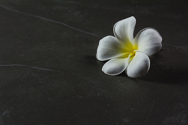 포토 JPG 해외이미지 식물 꽃잎 꽃 백그라운드 잎 꽃무늬 패턴 자연 사랑 사람없음 장식 초록색 여름 컬러풀 장미 정원 검은색 봄 벚꽃 흰색 신선 개화 우아함 차 떨어짐 내추럴 이국적 해외202004 해외포토 계절 감정 음료 컬러 컨셉 무늬 생태계 파일형식 이미지허브