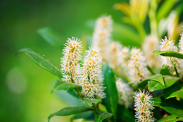 포토 JPG 해외이미지 식물 꽃잎 꽃 줄기 백그라운드 잎 꽃무늬 가족 자연 풍경 사람없음 야외 초록색 파란색 햇빛 노란색 머리 정원 들꽃 흰색 신선 오브젝트 싱글 데이지 내추럴 전경 해외202004 해외포토 컬러 무늬 관계 신체부위 태양 생태계 파일형식 탑뷰 이미지허브