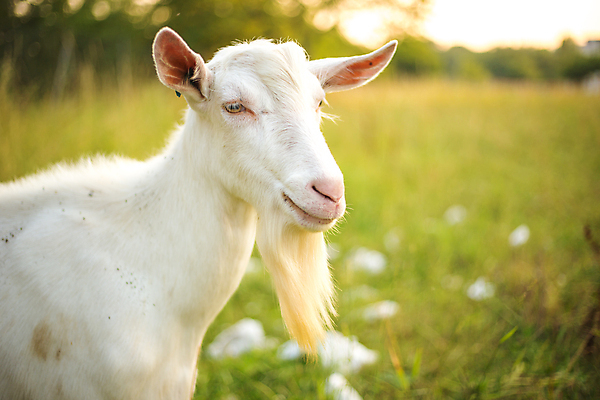 포토 JPG 해외이미지 동물 척추동물 1 행복 얼굴 어린이 백그라운드 겨울 포유류 가정 자연 염소 산 수염 뿔 건강 육류 말하기 사람없음 여름 반려동물 농장 가축 우유 가을 흰색 농부 혀 먹기 슛 솜털 양모 고립 밭일 해외202004 해외포토 직업 계절 감정 컬러 농업 식재료 모션 유제품 사람 신체부위 직물 입 생태계 파일형식 이미지허브