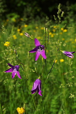 포토 JPG 해외이미지 식물 꽃잎 꽃 줄기 잎 꽃무늬 패턴 사람없음 장식 초록색 파란색 정원 봄 성장 벚꽃 신선 개화 다발 해외202004 해외포토 계절 컬러 무늬 파일형식 이미지허브