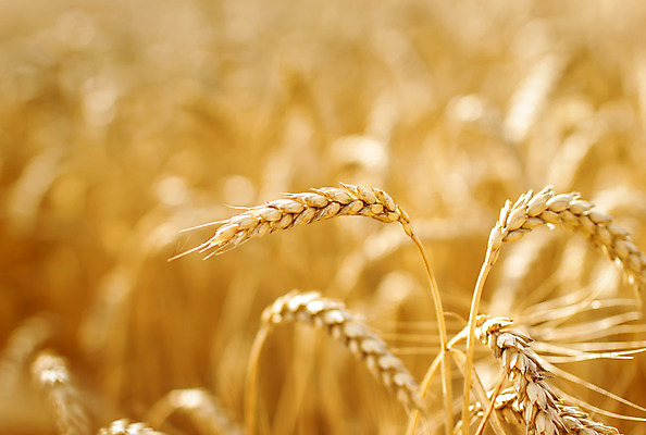 포토 JPG 해외이미지 식물 음식 빵 줄기 밭 농업 자연 건조 옥수수 씨앗 풍경 사람없음 여름 농작물 농장 농경지 노란색 식사 수확 성장 황금 낟알 시리얼 밀 귀 밀짚 밭일 숙성 호밀 해외202004 해외포토 계절 산업 컬러 곡류 신체부위 짚 생태계 파일형식 이미지허브