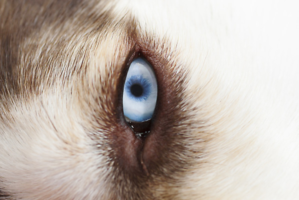 포토 JPG 해외이미지 동물 응시 시선 공원 행복 포즈 백그라운드 포유류 털 서기 사람없음 야외 파란색 반려동물 갈색 머리 추위 흰색 개 숲 사냥개 늑대 송곳니 기르기 시베리아 해외202004 해외포토 공공시설 감정 컬러 모션 신체부위 치아 돌봄 파일형식 이미지허브