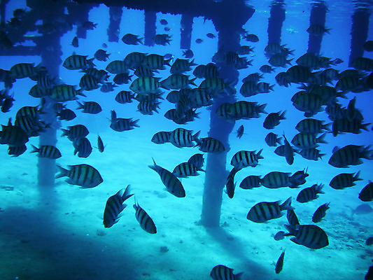 포토 JPG 해외이미지 동물 산업 야생동물 음식 바다 여행 백그라운드 자연 낚시 휴가 어류 사람없음 물 파란색 수중 수영 신선 큼 지중해 해산물 다이빙 육식동물 지느러미 암초 발견 깊이 포식 해외202004 해외포토 자연요소 컬러 레저 수중동물 수상스포츠 크기 생태계 수중스포츠 파일형식 이미지허브